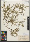 Foto von Salix sitchensis var. angustifolia Bebb